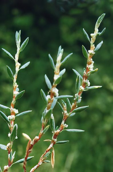 Polygonum maritimum en fleurs sur les dunes côtières ensoleillées